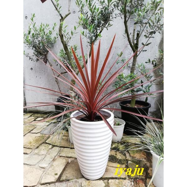 コルジリネ レッドスター 6号 お洒落な観葉植物 ドライガーデン