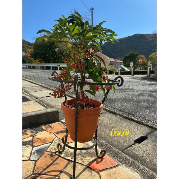 [Release date: October 13, 2025]お正月の縁起物として親しまれている万両。　 鈴なりの赤い実が、運気を上げてくれる気がします。 高さ　鉢底から約６０ｃｍ 鉢口径　φ15ｃｍ（プラスチック鉢） 水やり：意外と水を...