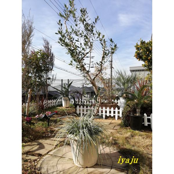 kobe-iyaju_som-0550