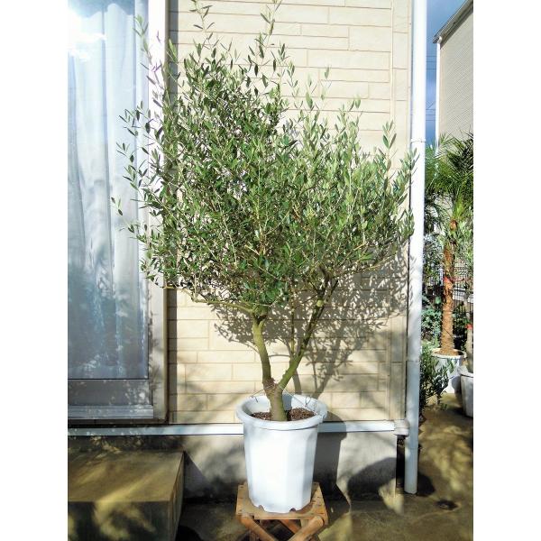 オリーブ 鉢植え 10号(560)2品種植え ネバディロブランコ オリーブ 鉢植え 10号(560)2品種植え ネバディロブランコ