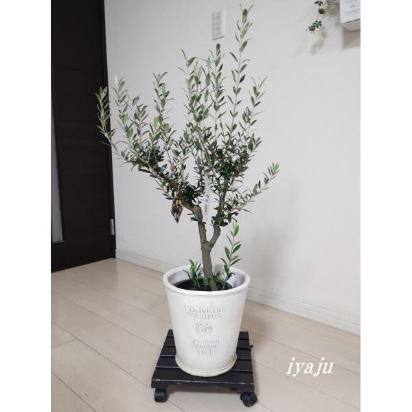 オリーブ 鉢植え 6号（1125） 観葉植物 小型 シンボルツリー 新築祝い