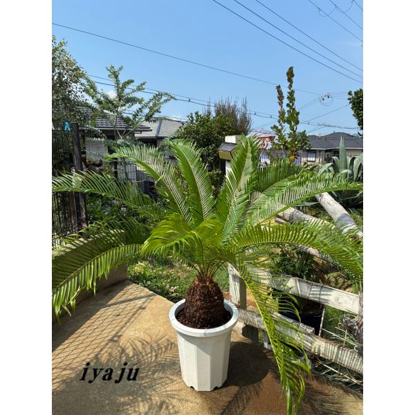 ソテツ 10号 沖縄県産 観葉植物 ドライガーデン 夏ギフト