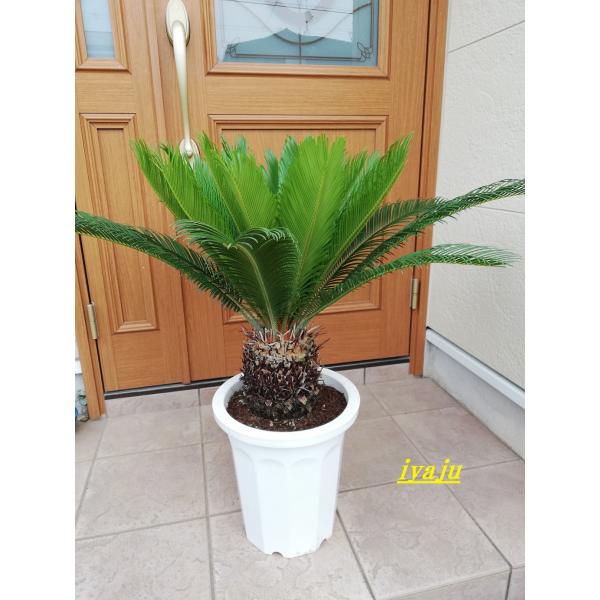 ソテツ③、ソテツ、ドライガーデン、新春セール10日まで。