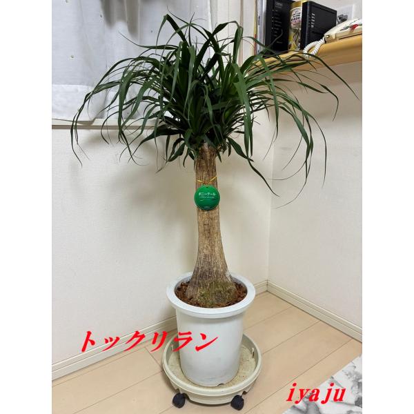 トックリラン ポニーテール 9号 耐寒性植物 オシャレな観葉植物