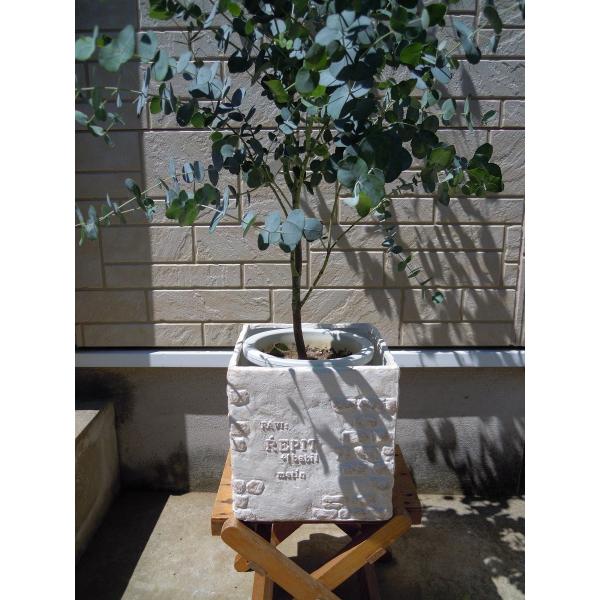 ユーカリ アーニゲラ ７号 令和の記念樹 観葉植物 0110 新築祝い 開店祝い シンボルツリー Buyee Buyee 日本の通販商品 オークションの代理入札 代理購入