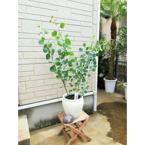 丸葉ユーカリポポラス ポリアンセモス 6号 観葉植物 01 Buyee 日本代购平台 产品购物网站大全 Buyee一站式代购 Bot Online