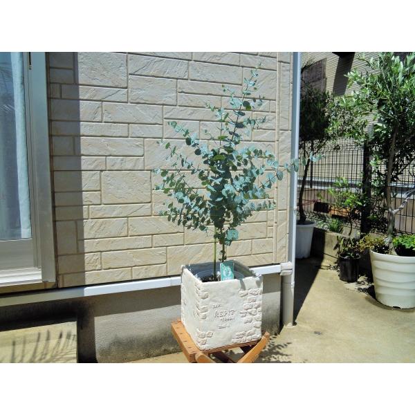 ユーカリ 銀世界 ６号 観葉植物 010８ 新築祝い 開店祝い 引越し祝い Buyee 日本代购平台 产品购物网站大全 Buyee一站式代购 Bot Online