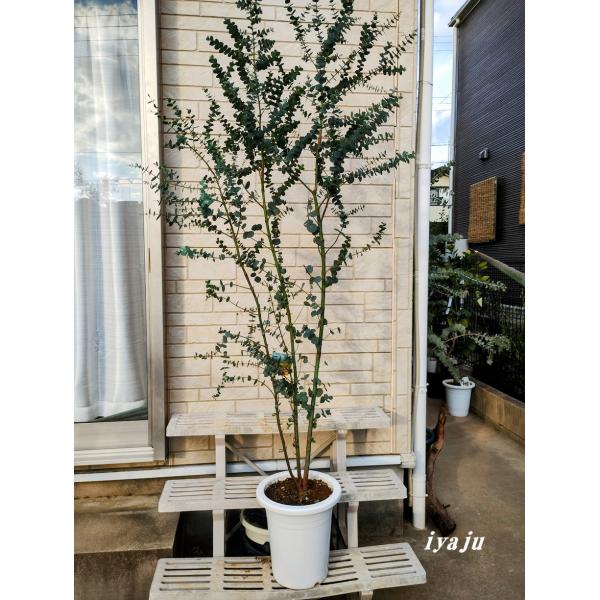 ボリューム株　ユーカリグニー　鉢植え　苗木　シンボルツリー ボリューム株 ユーカリグニー 鉢植え 苗木 シンボルツリー