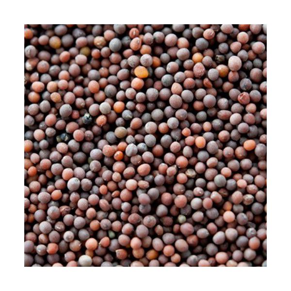 uE}X^[hV[h 100g pPbg  Brown Mustard Seed XpCX