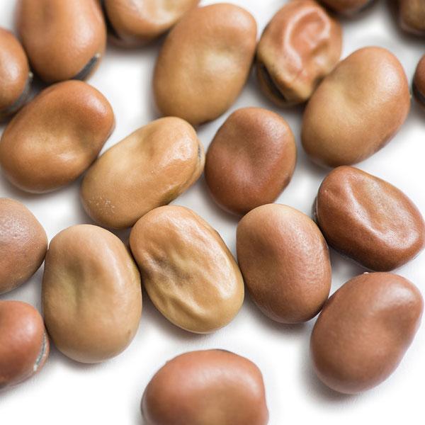 ソラマメ Fava Bean ファバビーン