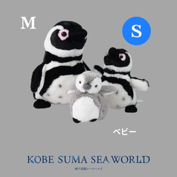 ふわふわマゼランペンギンS