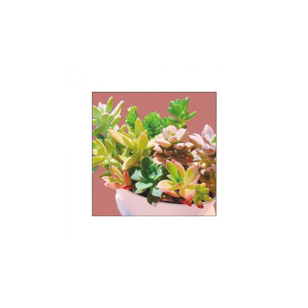 多肉植物 送料無料 ホビーの人気商品 通販 価格比較 価格 Com