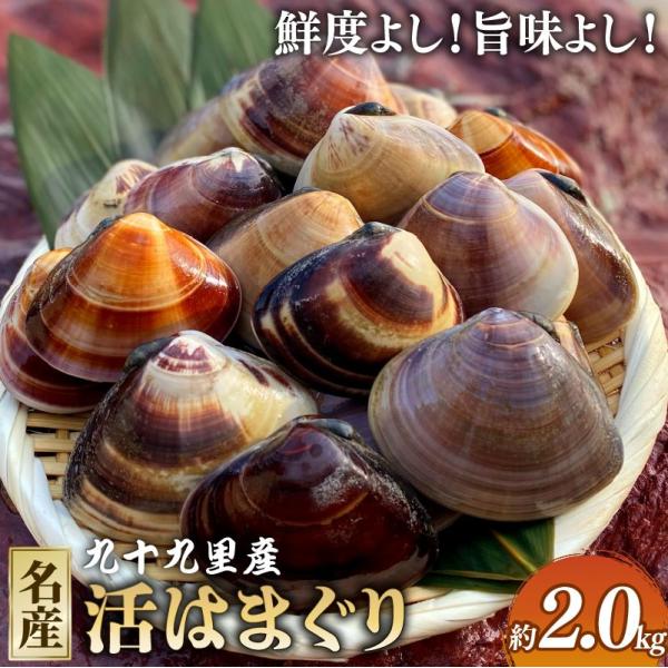活はまぐり約2kg 活 はまぐり 国産 貝 大 はまぐり 砂抜き 水産 肴 贈答 ギフト プレゼント 九十九里 飯 岡ヤマイチ水産-大納屋-