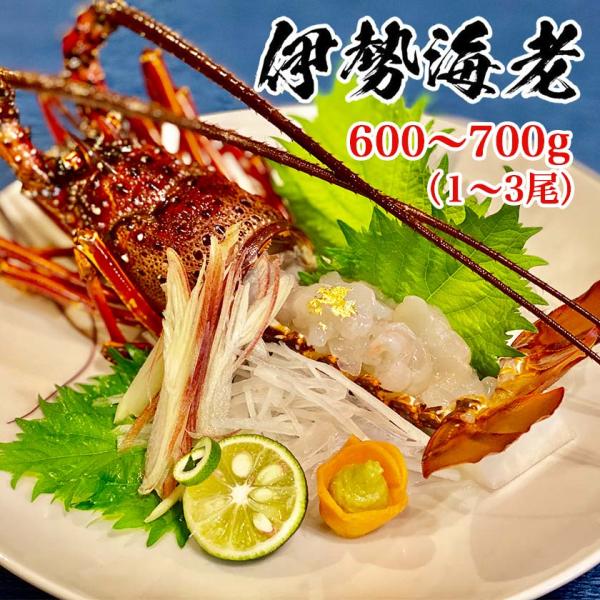 職人吉岡 冷凍 伊勢海老 1尾~3尾(600~700g) 冷凍 伊勢 海老 えび 国産 須崎市 お中元 お歳暮 正月 料理 おせち 年末 年始 誕生 送料無料 ギフト プレゼント