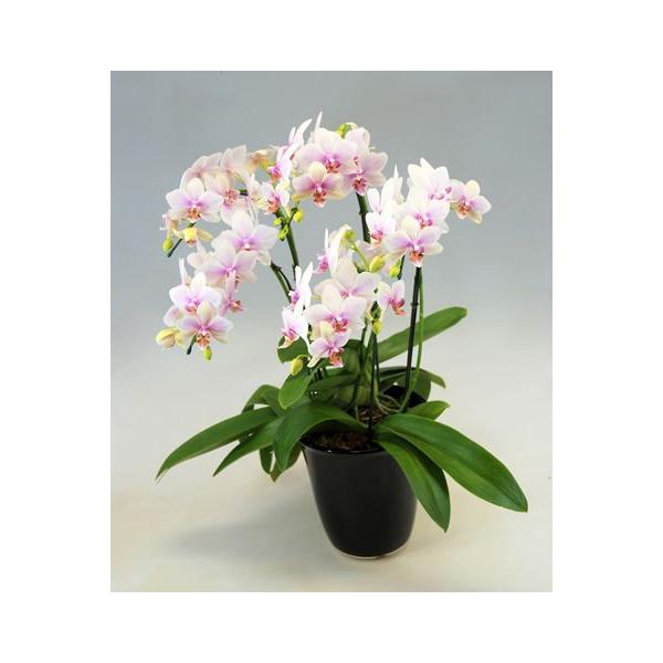 胡蝶蘭ハルガスミ5本立ち ピンク 中大輪 Buyee 日本代购平台 产品购物网站大全 Buyee一站式代购bot Online