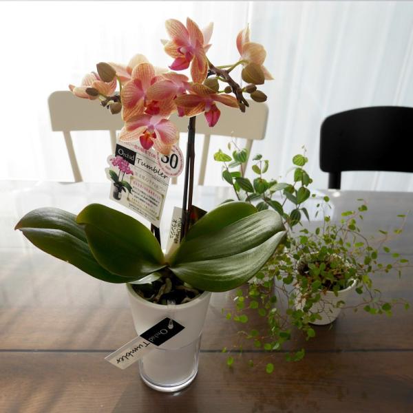 ミディ胡蝶蘭2本立 タンブラースリムポット プレゼント ギフト 胡蝶蘭 花 送料無料 Buyee Buyee 日本の通販商品 オークションの代理入札 代理購入