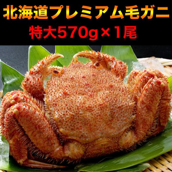 毛ガニ 特大 570g前後×1尾 プレミアム北海道産(毛蟹 毛がに kegani けがに かに カニ味噌 蟹味噌)