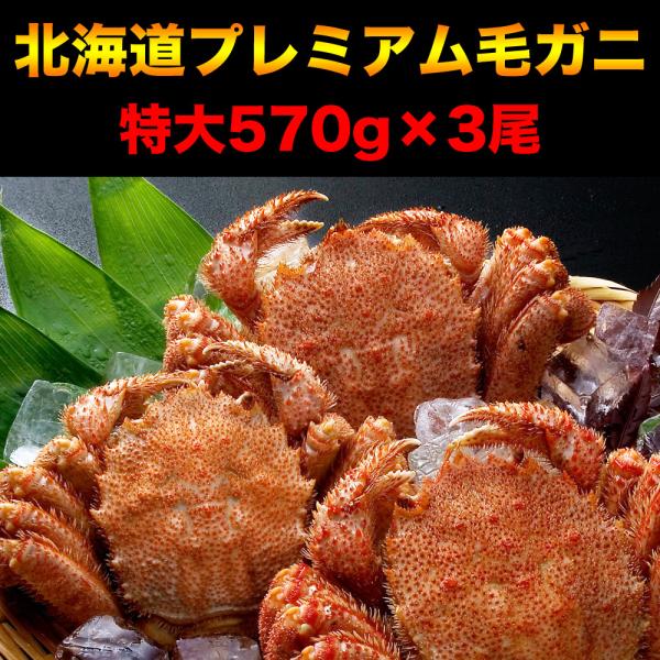 毛ガニ 特大 570g前後×3尾 プレミアム北海道産(毛蟹 毛がに kegani けがに かに カニ味噌 蟹味噌)