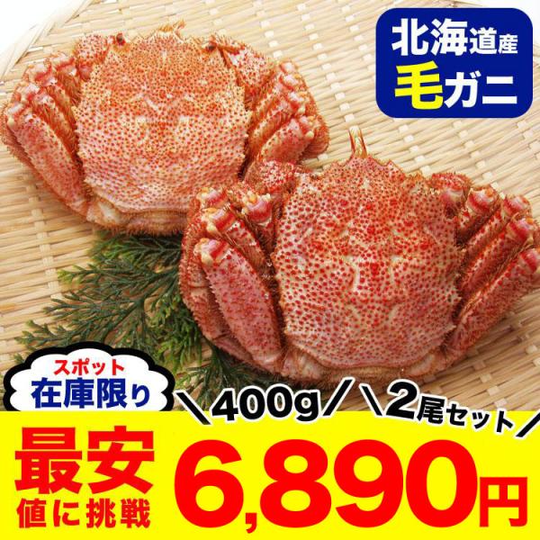 【在庫限り感謝の最安挑戦】 毛ガニ 2尾 （400g前後×2尾で合計800g前後） プレミアム 北海道産 (毛蟹 毛がに kegani けがに かに カニ味噌 蟹味噌)