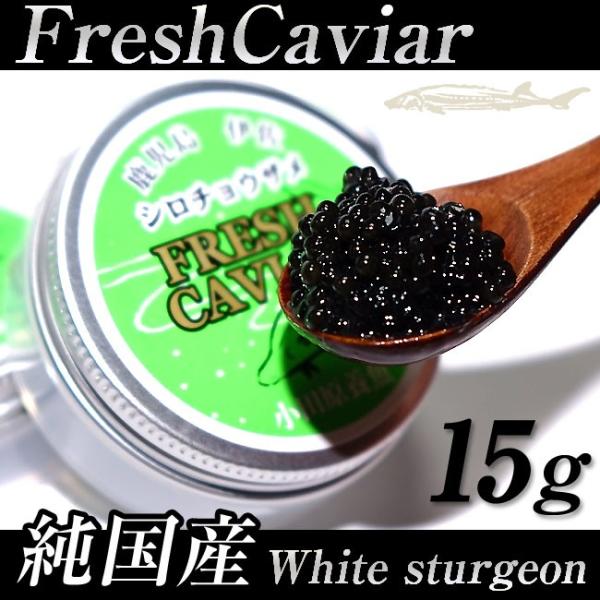 キャビア 純国産 シロチョウザメ １５ｇ 小田原養魚のフレッシュキャビア Shirocavia15 こだわりの郷 通販 Yahoo ショッピング