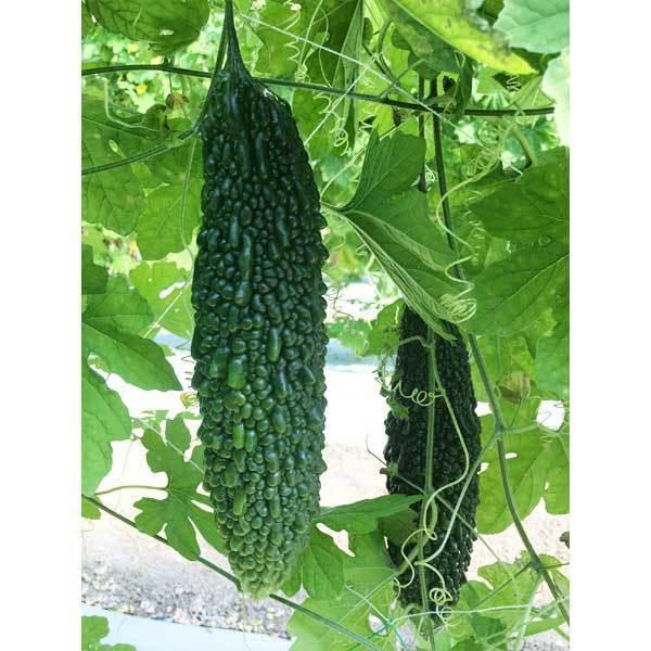 宇江城野菜組合 Aランク最高品質 糸満産アバシ ゴーヤー2l 6kg 18 本 送料無料 ハウスアバシー こだわり農家 こだわり食材 沖縄 通販 Yahoo ショッピング
