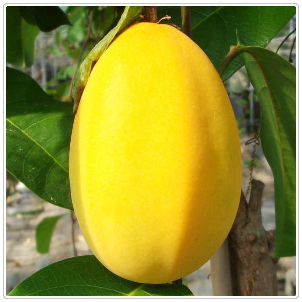 パッションフルーツ 冷凍の人気商品 通販 価格比較 価格 Com