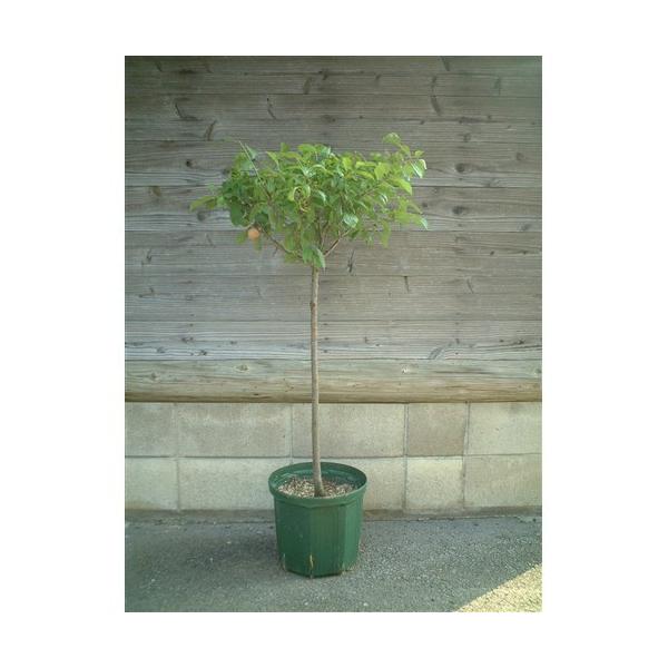 �X���b�g�|�b�g�@�a�R�O����×��a�Q�U����×�����Q�U�D�T���� �b�r�l�|�R�O�O ���X�O���[��