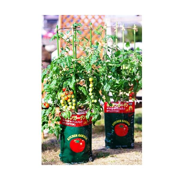 fe  Lb`K[f g}gp|{y g}g̓y PTk