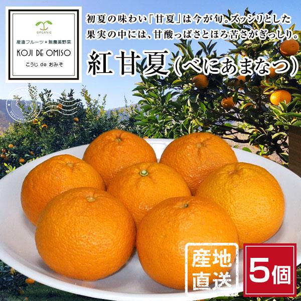 kao891さま専用です 駿河甘夏 スルガ甘夏 – 青木農園