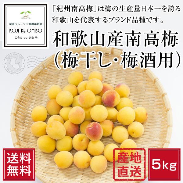 【6月上旬より発送】和歌山産 南高梅（梅干し・梅酒・梅ジュース用）5kg 2L以上［送料無料］■ 発送翌日受取り限定：翌日お届け時間帯にご注意ください。