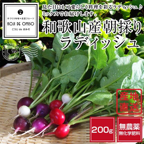 無農薬！和歌山産 朝採りラディッシュ（二十日大根） 200g □期日指定