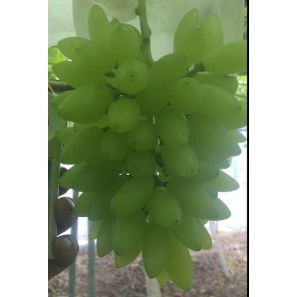 kojima-budou_pitterobianco2k