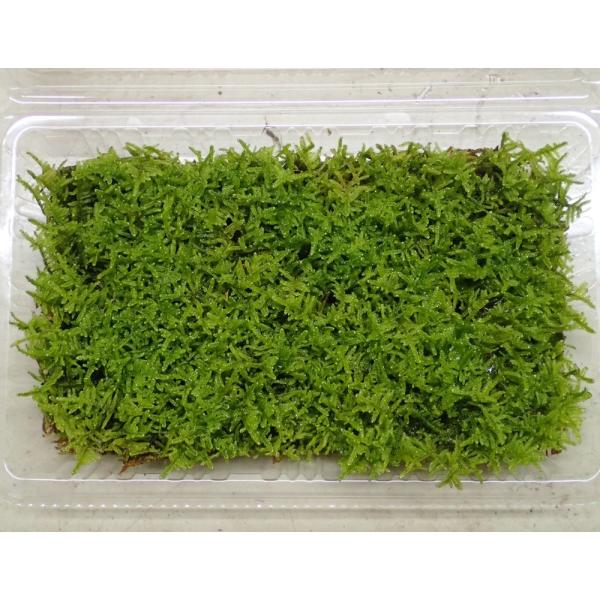 ハイゴケ : 苔kokko - 通販 - Yahoo!ショッピング