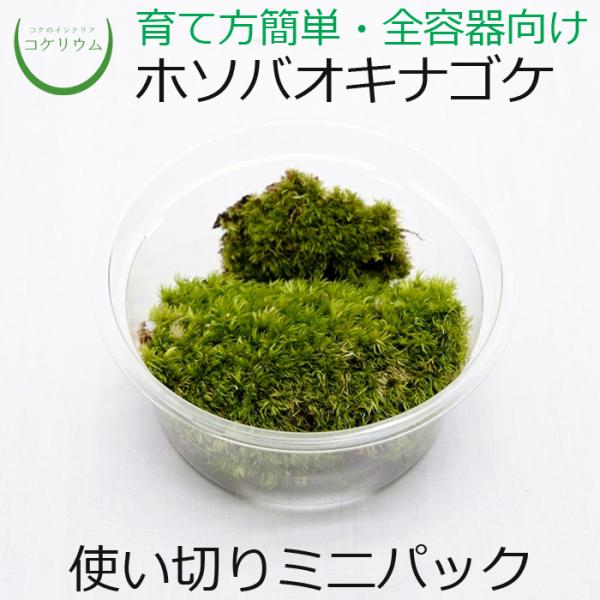 コケテラリウム　ありん 栽培苔と苔テラリウム用品の西予苔園（せいよこけえん