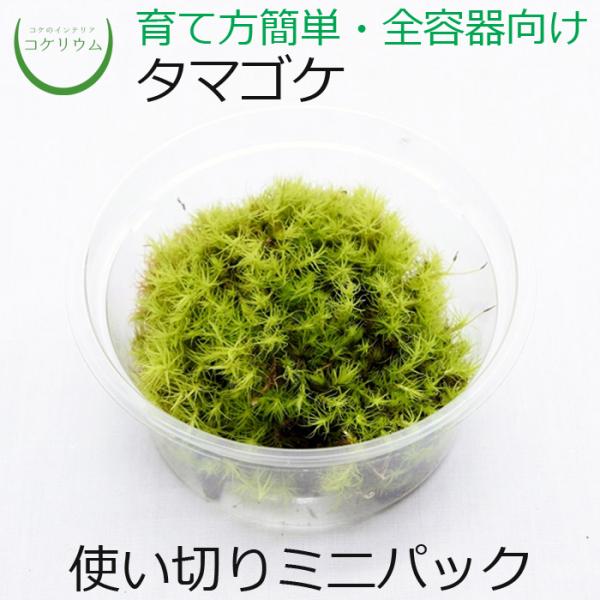 観葉植物 おしゃれ ミニ テラリウム コケリウム 苔 コケ 苔テラリウム 苔リウム 園芸 苔玉 コケ玉 苔盆栽 ハイドロカルチャー パック タマゴケ ミニ コケのインテリア コケリウム 通販 Yahoo ショッピング