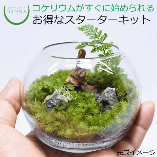 観葉植物 おしゃれ ミニ テラリウム キット コケリウム 苔 コケ 苔テラリウム 苔リウム 園芸 ハイドロカルチャー 初心者 セット コケリウムキット ボール3s コケのインテリア コケリウム 通販 Yahoo ショッピング