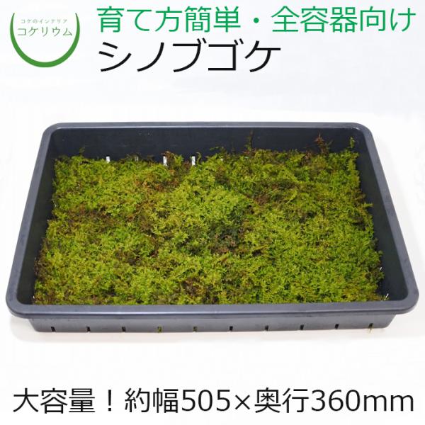 シノブゴケ　10トレー　苔　苔玉　苔リウム　苔テラリウム　こけ　コケ シノブゴケ｜苔（コケ）のインテリア コケリウム（苔テラリウム