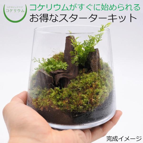 コケのインテリア コケリウム 栽培キット テラリウム キット 苔盆栽 セット コケリウムキット 森の階段 008 Greatseven 通販 Greatsevenコケのインテリア コケリウム 栽培キット テラリウム キット 苔盆栽 セット コケリウムキット 森の階段