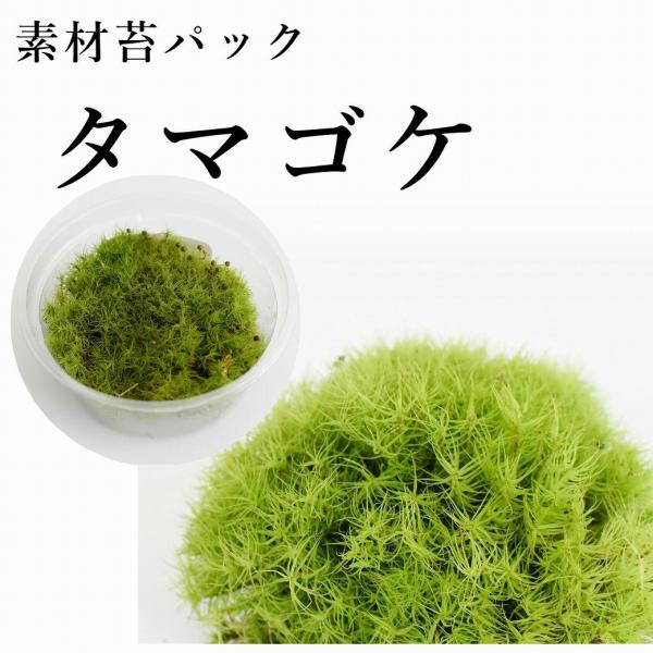 タマゴケ 苔テラリウム作製用素材苔／こんもり成長するタイプ