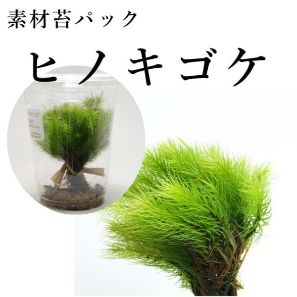 ヒノキゴケ 苔テラリウム作製用素材苔／背が高くなるタイプ