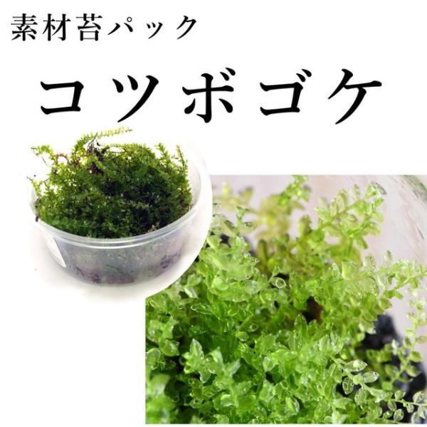 苔テラリウムで這うタイプの苔として使いやすい種類。透き通るような小さな葉がきれいです。倒木や石などを覆うように自生しており、横方向に這うように伸びて成長します。石への着生にも適した種類。水をかけるとキラキラ輝いて見えます。【育てやすさ】☆☆...