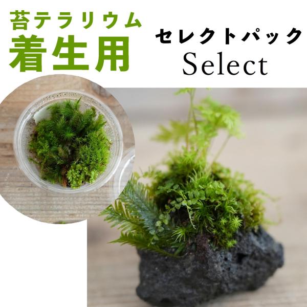 自分で苔テラリウムを作りたいという方向けの素材苔です。溶岩石着生／流木着生を作製するのに適したコケを６種類セレクトしました。☆中身のコケの種類はおまかせです。☆テラリウム用下処理済みのコケです。【容器サイズ】直径9cm × 高さ4.5cm・...