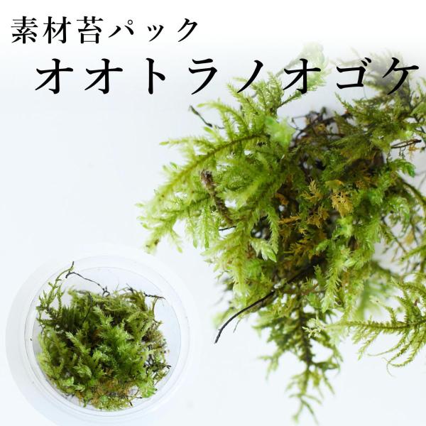 小さなシダのような形が面白い。景色を作る苔テラリウムで少量使うとよい雰囲気がでます。【育てやすさ】☆☆☆◆テラリウムでの育てやすさの指標です。五段階評価☆が多いほど育てやすい。・容器サイズ　直径７ｃｍ　ｘ　高さ３．５ｃｍ※他のコケパックより...