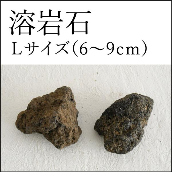 【苔テラリウムレイアウト用・着生用】苔テラリウムのレイアウトに便利な溶岩石。溶岩石はコケの仮根が活着しやすいので、着生させることも可能です。【内容量】２〜３個入り　約４００ｇ【大きさ】６〜９ｃｍ・石の形状は一点一点異なります。形状はお任せで...