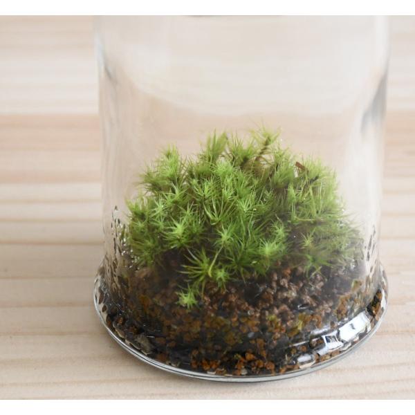 苔テラリウム 小さな苔の森 タマゴケ Micro Pot 人気no 1 ２週間に一度の霧吹きでok 淡い色合いが人気 Buyee Buyee Japanese Proxy Service Buy From Japan Bot Online
