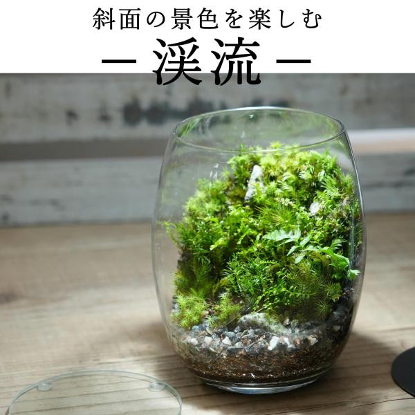 数種類のコケや石を使い、苔の生える小さな景色を作った苔テラリウムです。渓流に生えるコケをイメージして製作しました。ガラス容器に作られた、斜面にコケの生える景色をお楽しみください。　---この作品の特徴---(1).通気のある容器通気のあるタ...