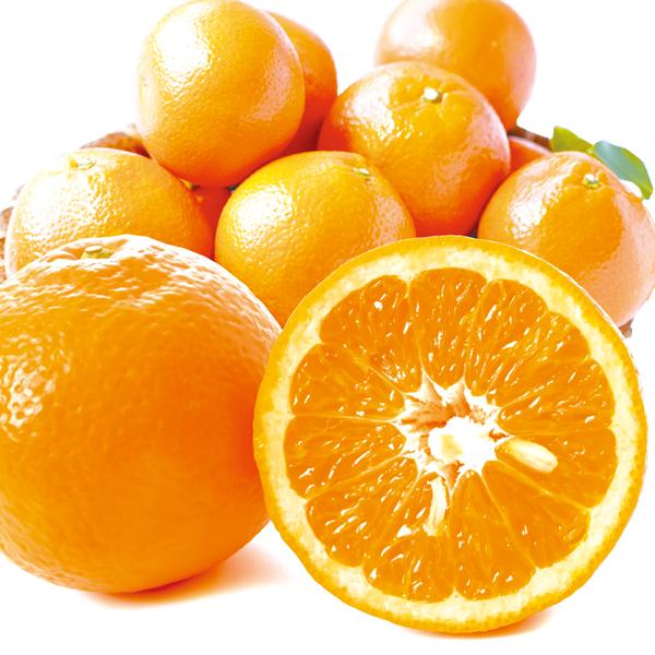 みかん 10kg いよかん 愛媛産 ご家庭用 送料無料 食品