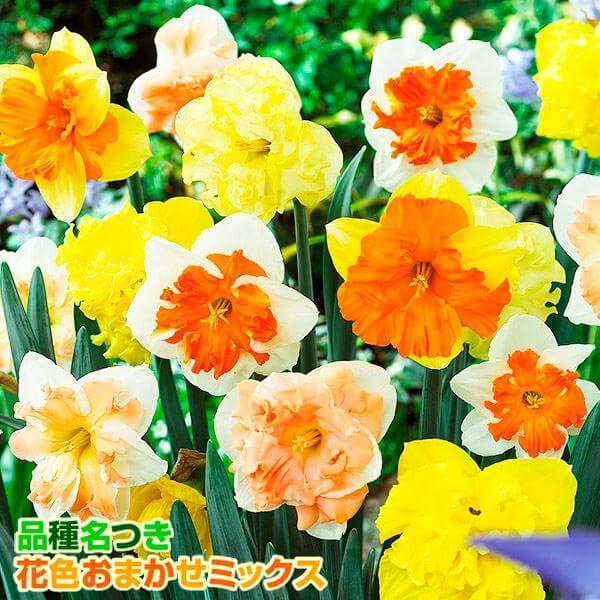 ●学名・英名：Narcissus●商品情報：存在感抜群のバタフライ咲き水仙の福袋。何が届くかはお楽しみ♪スイセンは育てやすく、植えっぱなしでも栽培でき、初心者にもおすすめです●お届け状態：球根●開花期(約)：3-5月●草丈(約)：20-60...