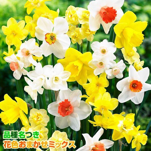 ●学名・英名：Narcissus●商品情報：香りまで楽しめる芳香水仙の福袋。何が届くかはお楽しみ♪スイセンは育てやすく、植えっぱなしでも栽培でき、初心者にもおすすめです●お届け状態：球根●開花期(約)：3-5月●草丈(約)：20-60cm●...
