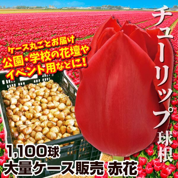 チューリップ 球根 普通球 赤花 ケース販売 1100球 チュウリップ 花の球根 国華園 Fresnopianooutlet Com